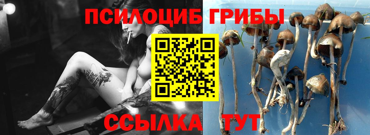Псилоцибиновые грибы Psilocybe  Галлюциногенные грибы прущие грибы  Вход с VPN  Лесозаводск 